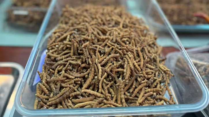 冬蟲夏草批發(fā)采購(gòu)_蟲草產(chǎn)地直供_蟲草價(jià)格_蟲草批發(fā)網(wǎng) - 西藏那曲蟲草網(wǎng)