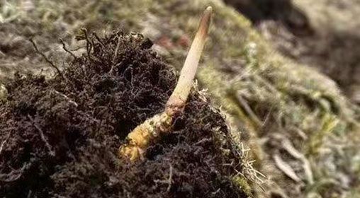  <a href=http://m.sdmkid.com/xinxian/ target=_blank class=infotextkey>鮮冬蟲夏草</a>的多樣食用方法