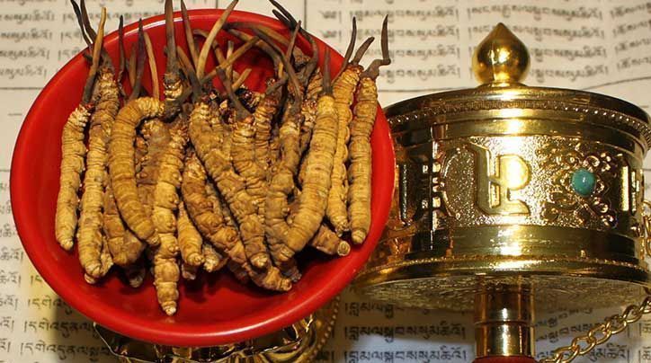 <a href=http://m.sdmkid.com/ target=_blank class=infotextkey>那曲<a href=http://m.sdmkid.com/ target=_blank class=infotextkey>冬蟲夏草</a></a>的有哪些藥用價值