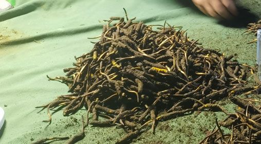 <a href=http://m.sdmkid.com/xinxian/ target=_blank class=infotextkey>鮮冬蟲夏草</a>的正確食用方法指南