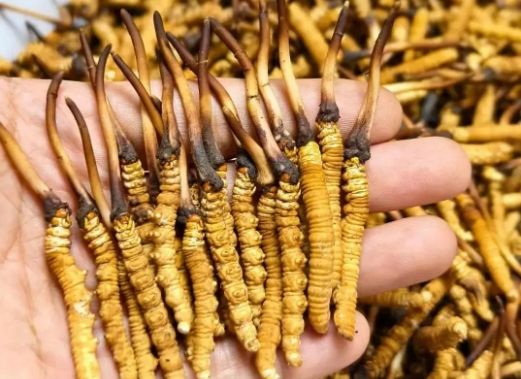 <a href=http://m.sdmkid.com/sdph/zcw/ target=_blank class=infotextkey>珍草王冬蟲夏草</a>是真的嗎？