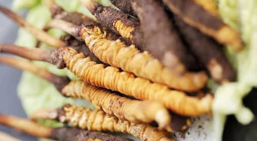 <a href=http://m.sdmkid.com/xinxian/ target=_blank class=infotextkey>鮮冬蟲夏草</a>功效與食用方法詳解