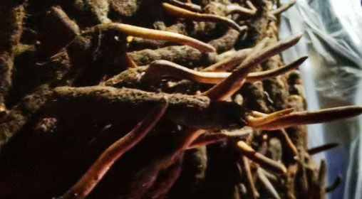 <a href=http://m.sdmkid.com/xinxian/ target=_blank class=infotextkey>新<a href=http://m.sdmkid.com/xinxian/ target=_blank class=infotextkey>鮮冬蟲夏草</a></a>的多種食用方法