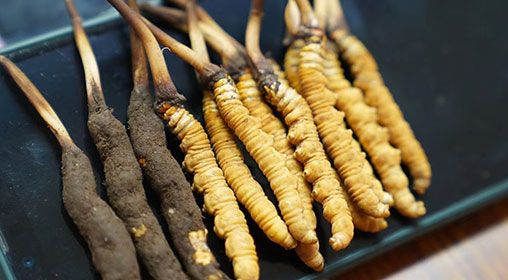 新鮮<a href=http://m.sdmkid.com/jiage/ target=_blank class=infotextkey>冬蟲夏草價格</a>查詢