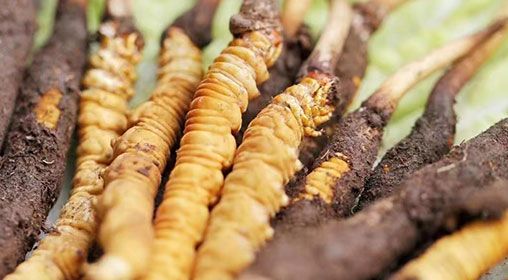 <a href=http://m.sdmkid.com/xinxian/ target=_blank class=infotextkey>新<a href=http://m.sdmkid.com/xinxian/ target=_blank class=infotextkey>鮮冬蟲夏草</a></a>怎么洗 