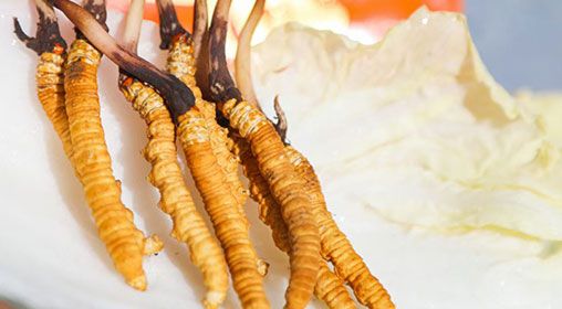 <a href=http://m.sdmkid.com/xinxian/ target=_blank class=infotextkey>新<a href=http://m.sdmkid.com/xinxian/ target=_blank class=infotextkey>鮮冬蟲夏草價格</a></a>  