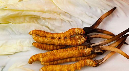 那曲雪域<a href=http://m.sdmkid.com/xinxian/ target=_blank class=infotextkey>新<a href=http://m.sdmkid.com/xinxian/ target=_blank class=infotextkey>鮮冬蟲夏草</a></a>