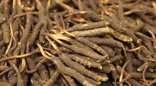 新鮮冬蟲(chóng)夏草哪里買