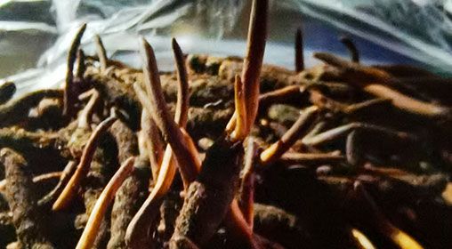 <a href=http://m.sdmkid.com/xinxian/ target=_blank class=infotextkey>新<a href=http://m.sdmkid.com/xinxian/ target=_blank class=infotextkey>鮮冬蟲夏草</a></a>排骨湯  