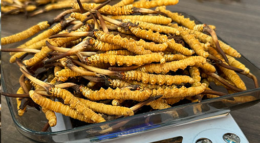 冬蟲(chóng)夏草新鮮和曬干