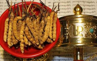 珍峰家的冬蟲(chóng)夏草是真的嗎