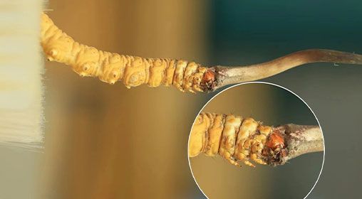 冬蟲夏草新鮮好嗎？