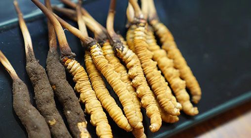 魚翅與<a href=http://m.sdmkid.com/xinxian/ target=_blank class=infotextkey>新<a href=http://m.sdmkid.com/xinxian/ target=_blank class=infotextkey>鮮冬蟲夏草</a></a>