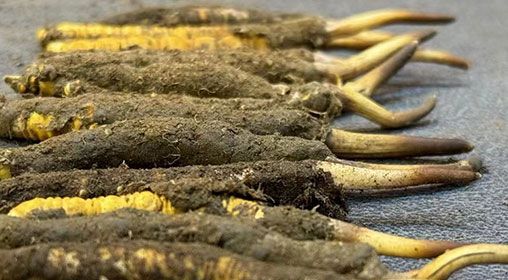 那曲<a href=http://m.sdmkid.com/xinxian/ target=_blank class=infotextkey>新<a href=http://m.sdmkid.com/xinxian/ target=_blank class=infotextkey>鮮冬蟲(chóng)夏草</a></a>采摘