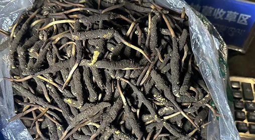 <a href=http://m.sdmkid.com/xinxian/ target=_blank class=infotextkey>新<a href=http://m.sdmkid.com/xinxian/ target=_blank class=infotextkey>鮮冬蟲夏草</a></a>出售