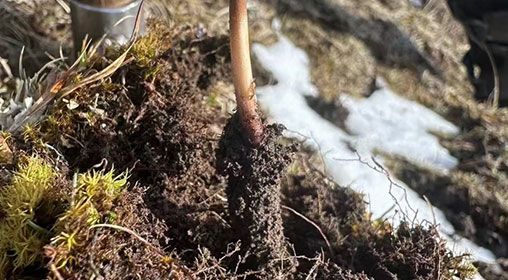 <a href=http://m.sdmkid.com/xinxian/ target=_blank class=infotextkey>新<a href=http://m.sdmkid.com/xinxian/ target=_blank class=infotextkey>鮮冬蟲夏草</a></a>存放