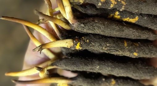 <a href=http://m.sdmkid.com/xinxian/ target=_blank class=infotextkey>新<a href=http://m.sdmkid.com/xinxian/ target=_blank class=infotextkey>鮮冬蟲夏草</a></a>晾曬