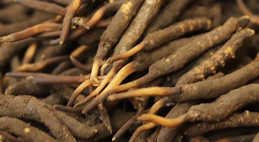 <a href=http://m.sdmkid.com/xinxian/ target=_blank class=infotextkey>新<a href=http://m.sdmkid.com/xinxian/ target=_blank class=infotextkey>鮮冬蟲夏草</a></a>品質