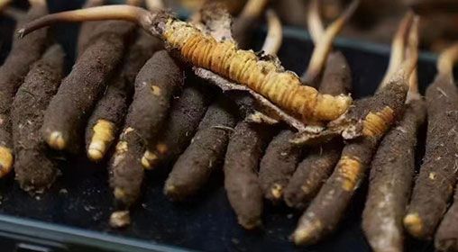 <a href=http://m.sdmkid.com/xinxian/ target=_blank class=infotextkey>新<a href=http://m.sdmkid.com/xinxian/ target=_blank class=infotextkey>鮮冬蟲夏草</a></a>發(fā)貨 