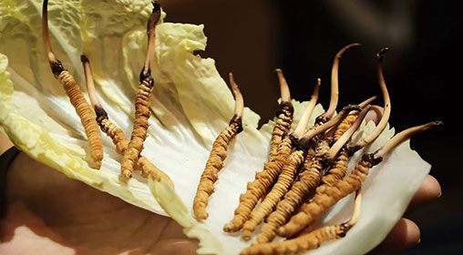 冷藏<a href=http://m.sdmkid.com/xinxian/ target=_blank class=infotextkey>新<a href=http://m.sdmkid.com/xinxian/ target=_blank class=infotextkey>鮮冬蟲(chóng)夏草</a></a>   