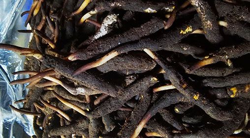 <a href=http://m.sdmkid.com/xinxian/ target=_blank class=infotextkey>新<a href=http://m.sdmkid.com/xinxian/ target=_blank class=infotextkey>鮮冬蟲夏草</a></a>產(chǎn)地