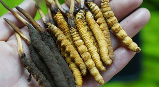 <a href=http://m.sdmkid.com/xinxian/ target=_blank class=infotextkey>新<a href=http://m.sdmkid.com/xinxian/ target=_blank class=infotextkey>鮮冬蟲夏草</a></a>服用