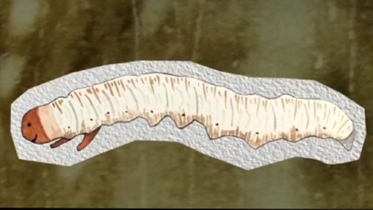 蟲草的種類大全：探秘真菌界的奇妙世界