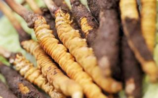 如何鑒別真假蟲草？教你幾招！