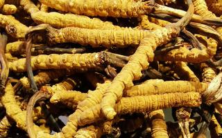 冬蟲夏草是什么味道？揭秘“軟黃金”的獨(dú)特風(fēng)味