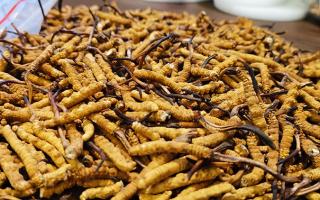 冬蟲夏草價(jià)格解析：2024年市場(chǎng)行情指南