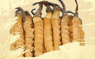 冬蟲夏草哪家店最好