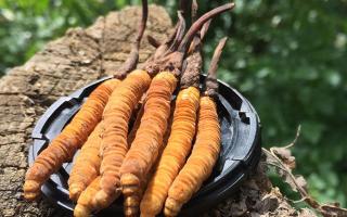 哪個(gè)牌子的冬蟲夏草好？2024年權(quán)威選購指南