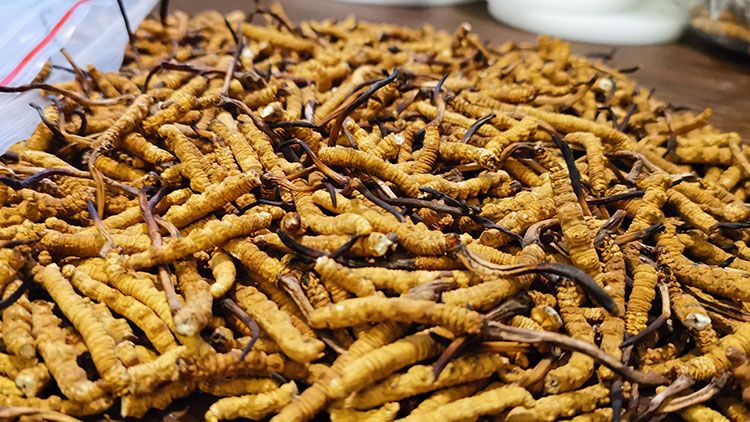 深圳<a href=http://m.sdmkid.com/zhengce/ target=_blank class=infotextkey>冬蟲夏草交易</a>市場(chǎng)：南中國(guó)蟲草貿(mào)易的黃金樞紐