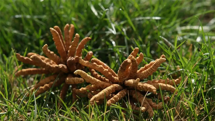 回收<a href=http://m.sdmkid.com/jiage/ target=_blank class=infotextkey>冬蟲夏草多少錢</a>