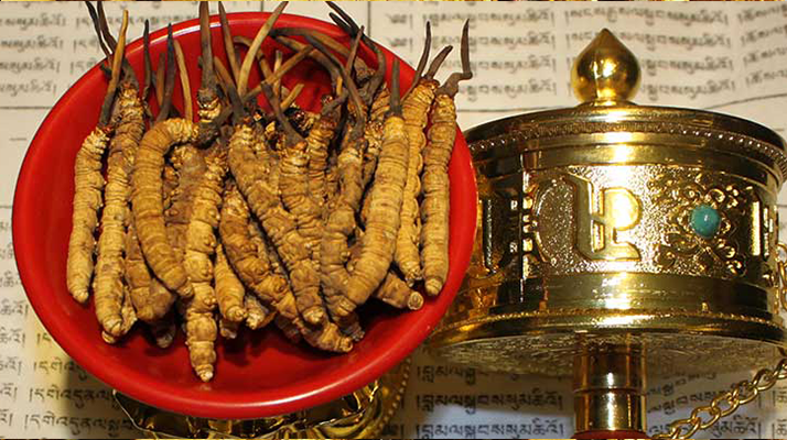 冬蟲(chóng)夏草泡酒有什么功效