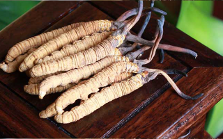 火眼金睛：洞悉亞香棒蟲(chóng)草與冬蟲(chóng)夏草的差異