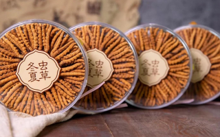 冬蟲夏草一盒多少錢？全方位剖析價格構成