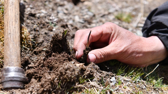 冬蟲夏草最佳交易時(shí)間