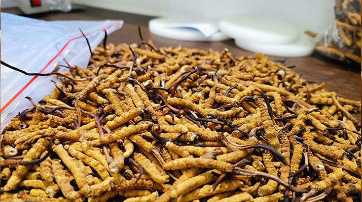 產(chǎn)地冬蟲(chóng)夏草辨別指南