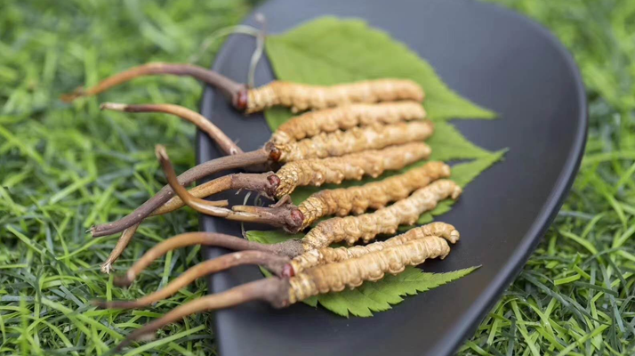 <a href=http://m.sdmkid.com/xinxian/ target=_blank class=infotextkey>鮮冬蟲夏草價格</a>揭秘：一根究竟值多少錢？