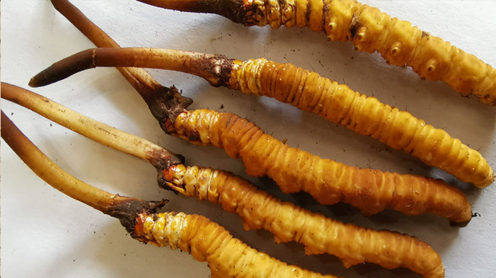 冬蟲夏草鮮草保質(zhì)期全解析:科學(xué)儲存鎖住營養(yǎng)