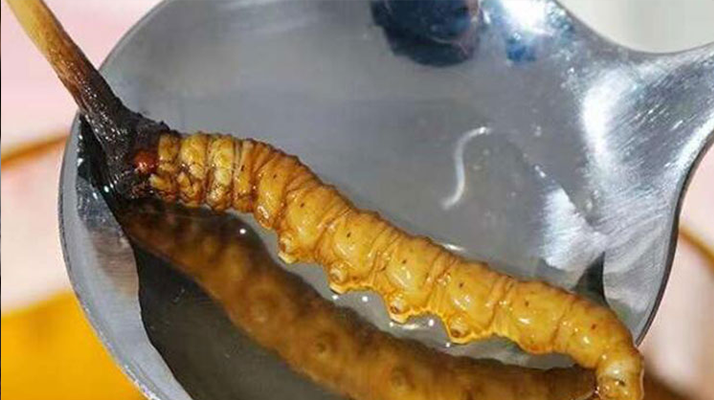 冬蟲(chóng)夏草鮮草口感探秘：舌尖上的滋補(bǔ)風(fēng)味?