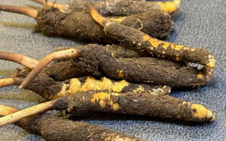 冬蟲夏草鮮草怎么吃？科學(xué)用量指南