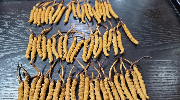 <a href=http://m.sdmkid.com/ target=_blank class=infotextkey><a href=http://m.sdmkid.com/s/nqcc/ target=_blank class=infotextkey>那曲冬蟲夏草</a></a>：鮮草與干草的多維差異? ? ? ?