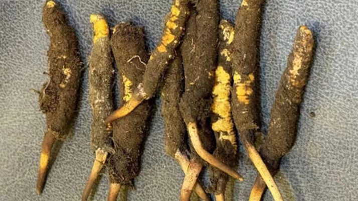 探秘那曲<a href=http://m.sdmkid.com/xinxian/ target=_blank class=infotextkey>鮮冬蟲夏草</a>的神奇功效