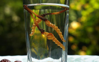 鮮冬蟲夏草怎么泡好吃？這些配方讓滋補更有滋味