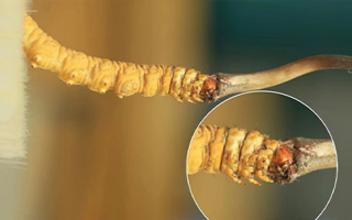 哪里能買到新鮮的冬蟲(chóng)夏草？這幾個(gè)渠道要知道