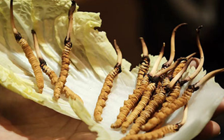 解鎖鮮冬蟲夏草的養(yǎng)生密碼：食用的多重益處