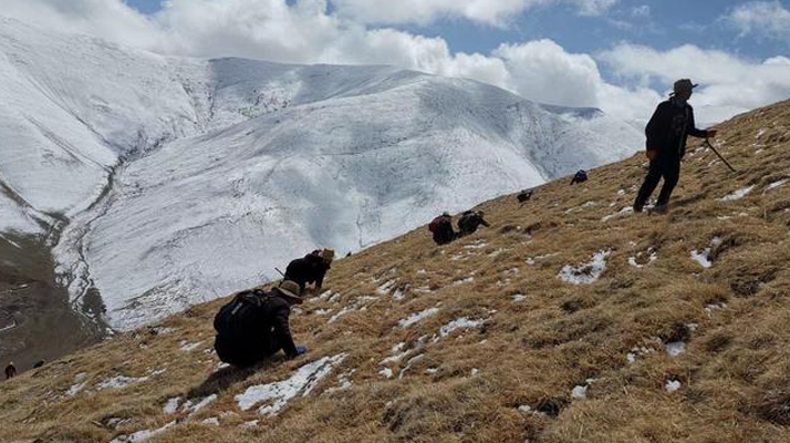 采挖新鮮冬蟲夏草合法嗎？