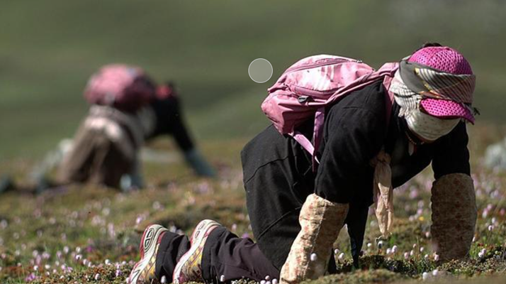 西藏<a href=http://m.sdmkid.com/xinxian/ target=_blank class=infotextkey>新<a href=http://m.sdmkid.com/xinxian/ target=_blank class=infotextkey>鮮冬蟲夏草</a></a>：雪域高原的神奇饋贈